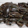 কাকড়া/ Crab