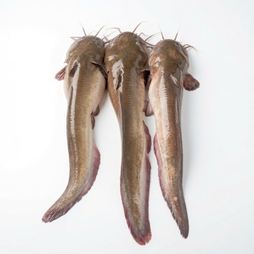 Fresh Kain Fish (কাইন মাছ) – Naturally Sourced River Fish