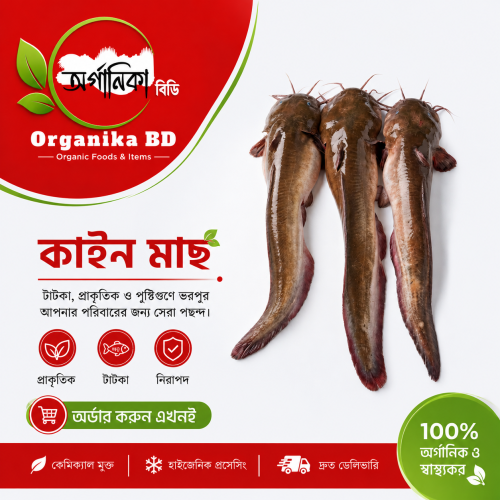 Fresh Kain Fish (কাইন মাছ) – Naturally Sourced River Fish