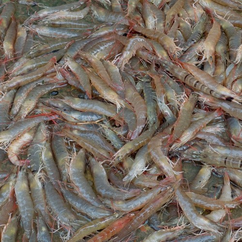 Organika BD Fresh Horina Chingri (Brown Shrimp) | অর্গানিকা বিডি তরতাজা হরিণা চিংড়ি