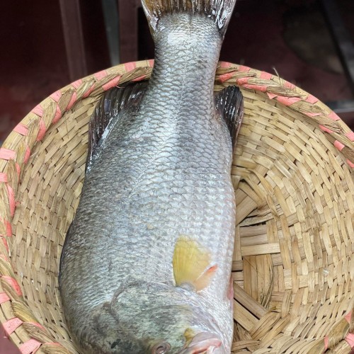Organika BD Fresh Bhetki Fish (Koral Mach) | অর্গানিকা বিডি ফ্রেশ ভেটকি (কোরাল) মাছ