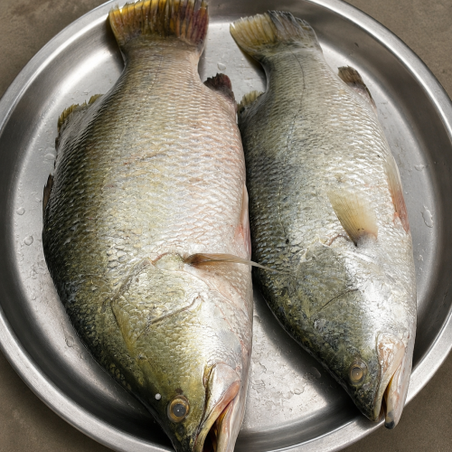 Organika BD Fresh Bhetki Fish (Koral Mach) | অর্গানিকা বিডি ফ্রেশ ভেটকি (কোরাল) মাছ