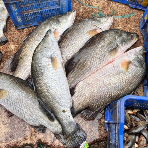 Organika BD Fresh Bhetki Fish (Koral Mach) | অর্গানিকা বিডি ফ্রেশ ভেটকি (কোরাল) মাছ