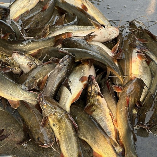 Organika BD Fresh River Tengra Fish | অর্গানিকা বিডি তাজা নদীর টেংরা মাছ
