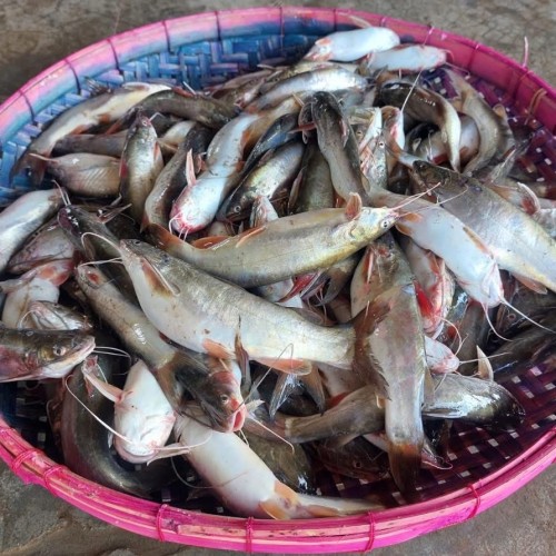 Organika BD Fresh River Tengra Fish | অর্গানিকা বিডি তাজা নদীর টেংরা মাছ