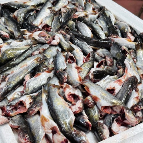 Organika BD Fresh River Tengra Fish | অর্গানিকা বিডি তাজা নদীর টেংরা মাছ