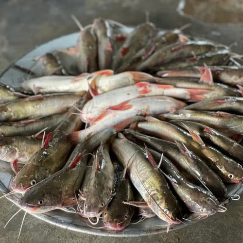 Organika BD Fresh River Tengra Fish | অর্গানিকা বিডি তাজা নদীর টেংরা মাছ