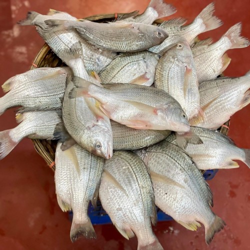 Organika BD Fresh Datina Fish (Silver Seabream) Whole | অর্গানিকা বিডি ফ্রেশ তাজা দাতিনা মাছ