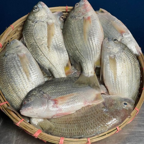 Organika BD Fresh Datina Fish (Silver Seabream) Whole | অর্গানিকা বিডি ফ্রেশ তাজা দাতিনা মাছ