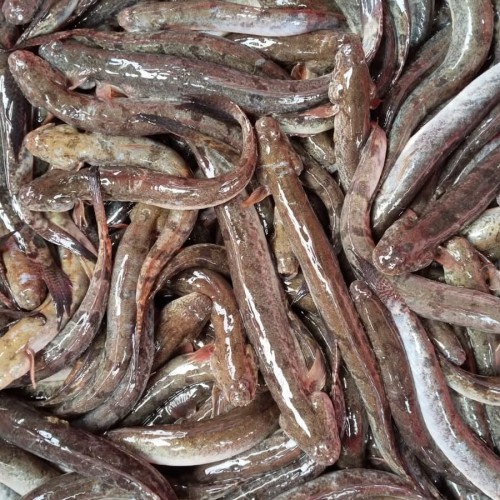 Organika BD Fresh Guli Mach (Gobi Fish) | অর্গানিকা বিডি দেশীয় তাজা গুলি মাছ
