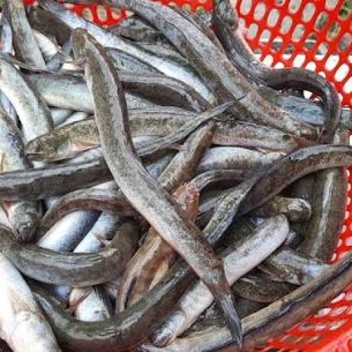 Organika BD Fresh Guli Mach (Gobi Fish) | অর্গানিকা বিডি দেশীয় তাজা গুলি মাছ