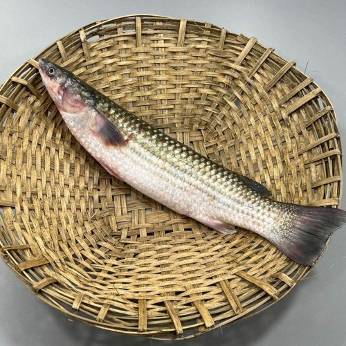 Organika BD Fresh Bhangan Fish (ভাংগাল মাছ) Whole | তাজা ভাঙন মাছ