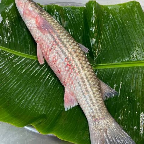 Organika BD Fresh Bhangan Fish (ভাংগাল মাছ) Whole | তাজা ভাঙন মাছ