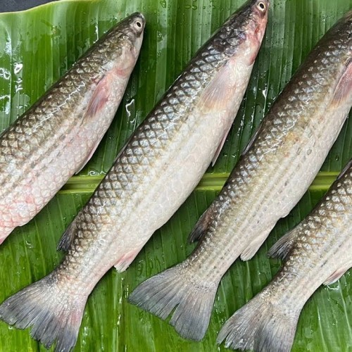Organika BD Fresh Bhangan Fish (ভাংগাল মাছ) Whole | তাজা ভাঙন মাছ