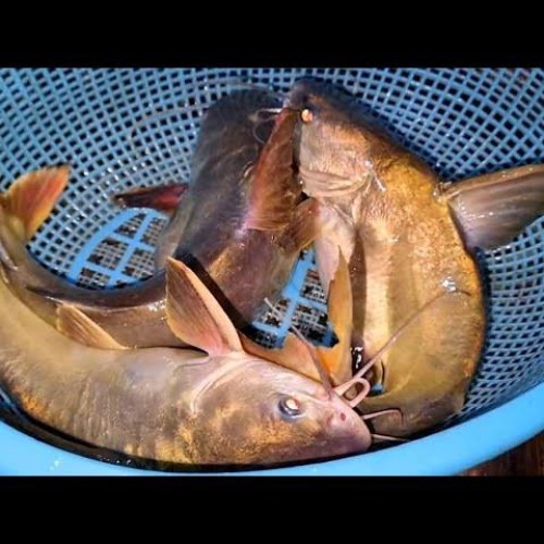 Organika BD Fresh Charkhoda Fish (River Catfish) | অর্গানিকা বিডি তাজা নদীর চরখোদা মাছ