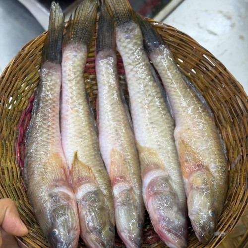 Organika BD Fresh River Bele Fish (নদীর বেলে মাছ) - Whole &amp; Cleaned Options Available | তাজা নদীর বেলে মাছ