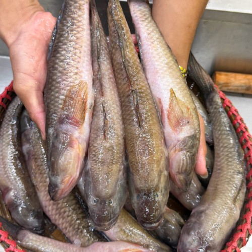 Organika BD Fresh River Bele Fish (নদীর বেলে মাছ) - Whole &amp; Cleaned Options Available | তাজা নদীর বেলে মাছ