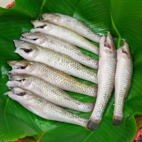 Organika BD Fresh River Bele Fish (নদীর বেলে মাছ) - Whole &amp; Cleaned Options Available | তাজা নদীর বেলে মাছ