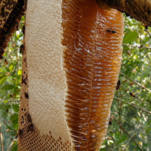 Natural Sundarban Raw Honeycomb with Honey | সুন্দরবনের প্রাকৃতিক চাকসহ মধুখলিশা ফুলের মধু