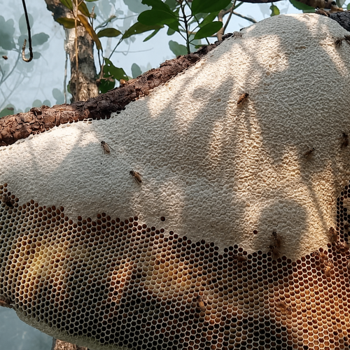 Natural Sundarban Raw Honeycomb with Honey | সুন্দরবনের প্রাকৃতিক চাকসহ মধুখলিশা ফুলের মধু