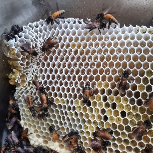 Natural Sundarban Raw Honeycomb with Honey | সুন্দরবনের প্রাকৃতিক চাকসহ মধুখলিশা ফুলের মধু