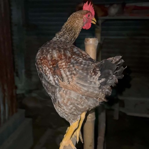 Organika BD Fresh Native Deshi Chicken (Dressed Whole Chicken) | অর্গানিকা বিডি টাটকা দেশি মোরগ ও মুরগীর মাংস