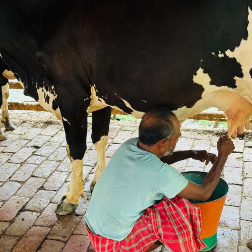 Organika BD Fresh Cow Milk | অর্গানিকা বিডি খাঁটি গরুর দুধ