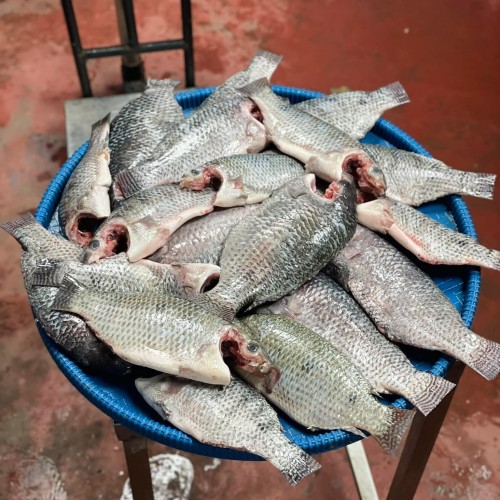 Organika BD Fresh River Tilapia Fish | অর্গানিকা বিডি নদীর তাজা তেলাপিয়া মাছ