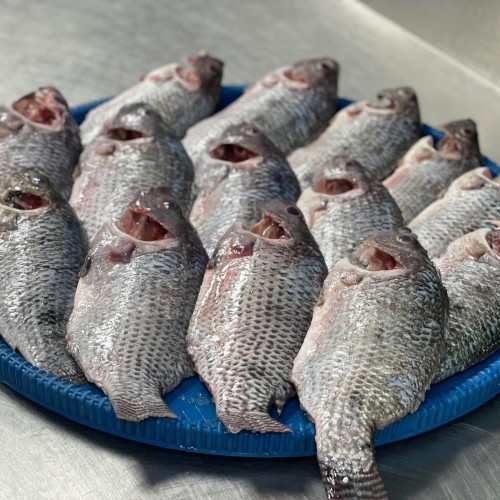 Organika BD Fresh River Tilapia Fish | অর্গানিকা বিডি নদীর তাজা তেলাপিয়া মাছ