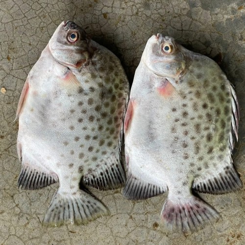 Organika BD Fresh Paira Fish (Spotted Scat) Whole | অর্গানিকা বিডি তাজা পায়রা মাছ (চিত্রা/পায়রা মাছ)