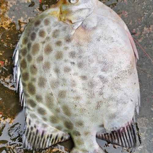 Organika BD Fresh Paira Fish (Spotted Scat) Whole | অর্গানিকা বিডি তাজা পায়রা মাছ (চিত্রা/পায়রা মাছ)