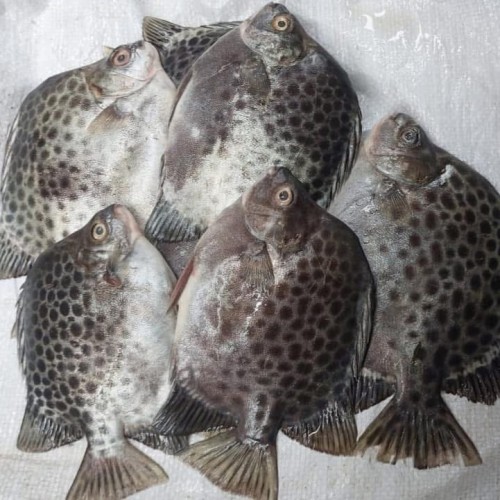 Organika BD Fresh Paira Fish (Spotted Scat) Whole | অর্গানিকা বিডি তাজা পায়রা মাছ (চিত্রা/পায়রা মাছ)