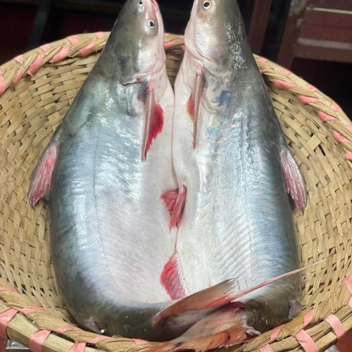 Organika BD Fresh River Pangas Fish (Padma &amp; Jamuna River Catch) | অর্গানিকা বিডি পদ্মা ও যমুনা নদীর তাজা দেশি পাঙ্গাশ মাছ