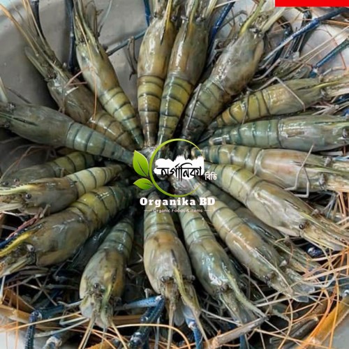 Organika BD Fresh Golda Chingri (Giant Freshwater Prawn) | অর্গানিকা বিডি তাজা গলদা চিংড়ি