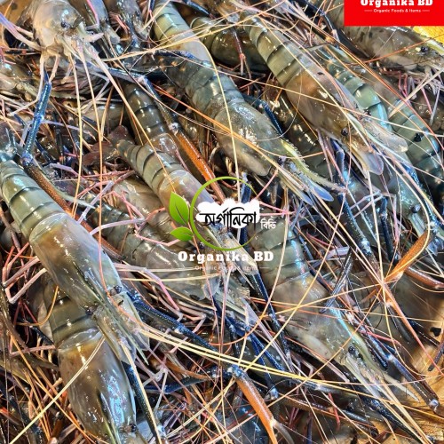 Organika BD Fresh Golda Chingri (Giant Freshwater Prawn) | অর্গানিকা বিডি তাজা গলদা চিংড়ি