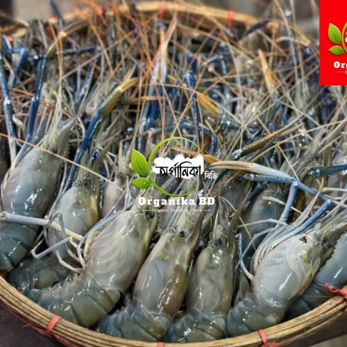 Organika BD Fresh Golda Chingri (Giant Freshwater Prawn) | অর্গানিকা বিডি তাজা গলদা চিংড়ি