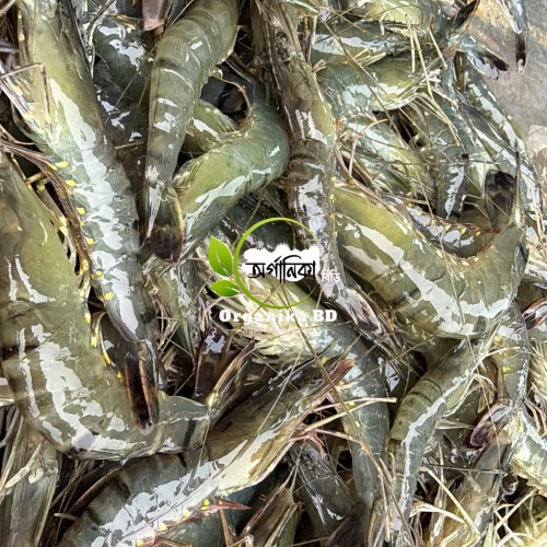 Fresh Bagda Chingri (Tiger Prawns) পানির প্রাকৃতিক বাগদা চিংড়ি। Size |