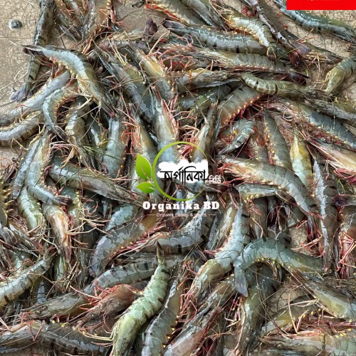 Fresh Bagda Chingri (Tiger Prawns) পানির প্রাকৃতিক বাগদা চিংড়ি। Size |