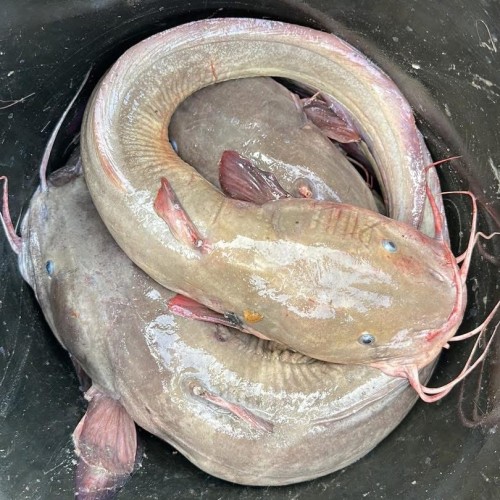 Fresh Kain Fish (কাইন মাছ) – Naturally Sourced River Fish