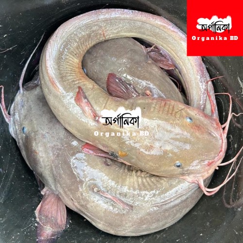 Fresh Kain Fish (কাইন মাছ) – Naturally Sourced River Fish