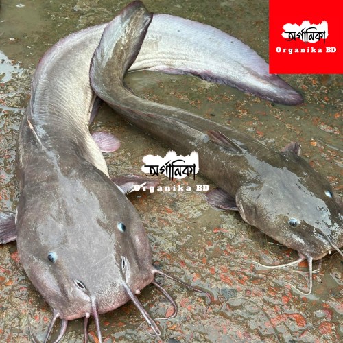 Fresh Kain Fish (কাইন মাছ) – Naturally Sourced River Fish