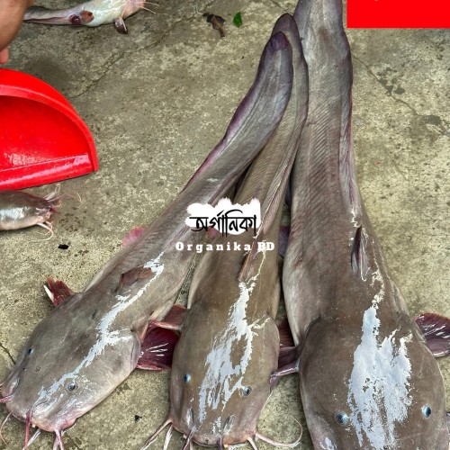 Fresh Kain Fish (কাইন মাছ) – Naturally Sourced River Fish
