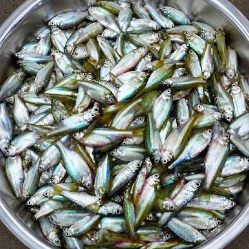 Organika BD Fresh Chanochona Fish (Small Mix Fish) | অর্গানিকা বিডি টাটকা চানাচুনা মাছ