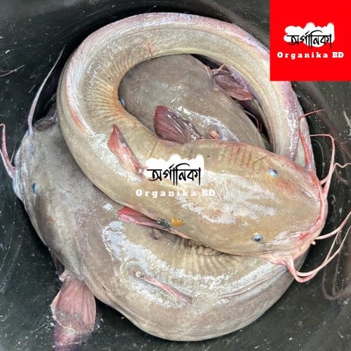 Fresh Kain Fish (কাইন মাছ) – Naturally Sourced River Fish