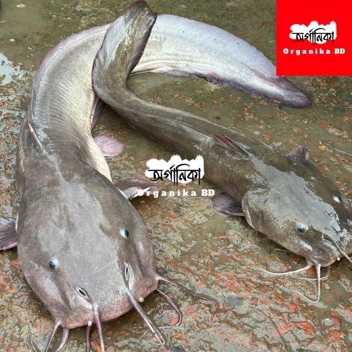 Fresh Kain Fish (কাইন মাছ) – Naturally Sourced River Fish