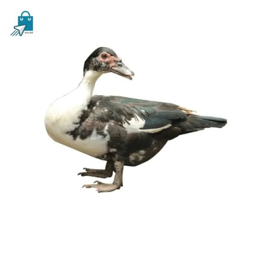 Organika BD Fresh Muscovy Duck Meat (China Hans) | অর্গানিকা বিডি দেশি চিনা হাঁসের মাংস