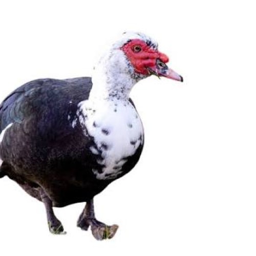 Organika BD Fresh Muscovy Duck Meat (China Hans) | অর্গানিকা বিডি দেশি চিনা হাঁসের মাংস