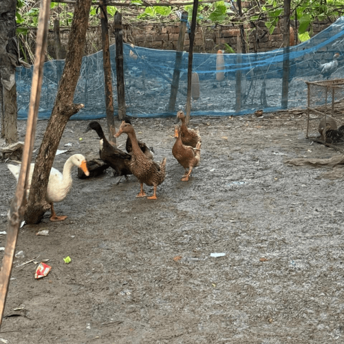 Desi Hans / Local Duck (Live/Dressed) |  তাজা দেশি হাঁস