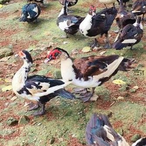 Fresh Muscovy Duck Meat (China Hans) |  দেশি চিনা হাঁসের মাংস
