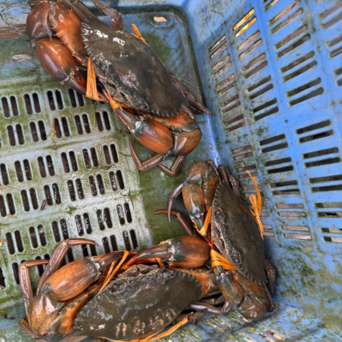 Ready to Cook Hardshell Crab - Cleaned &amp;amp;amp;amp;amp; Cut Pieces | রেডি টু কুক হার্ডশেল কাঁকড়া - পরিচ্ছন্ন ও খণ্ড করা